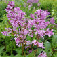 Royalty Lilac lilac plant online shopping