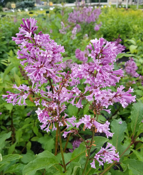 Royalty Lilac lilac plant online shopping
