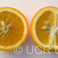 Bidwell's Bar Sweet Orange Budwood citrus plant material online shopping