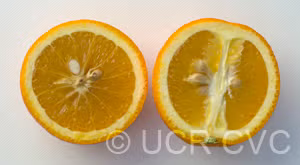 Bidwell's Bar Sweet Orange Budwood citrus plant material online shopping