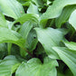 Emeralds And Rubies Hosta Plants online shopping