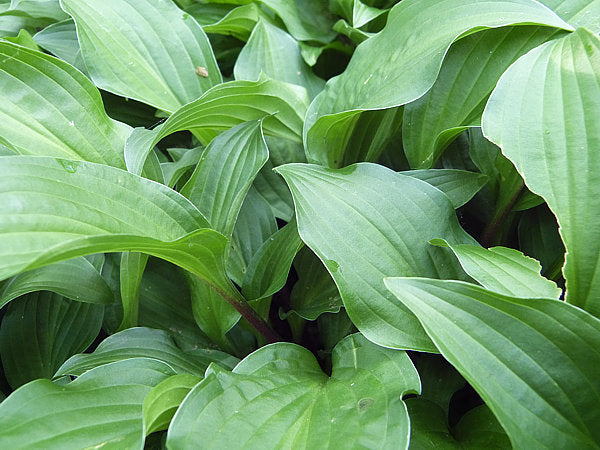 Emeralds And Rubies Hosta Plants online shopping