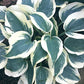 Great Escape Hosta Plants online shopping