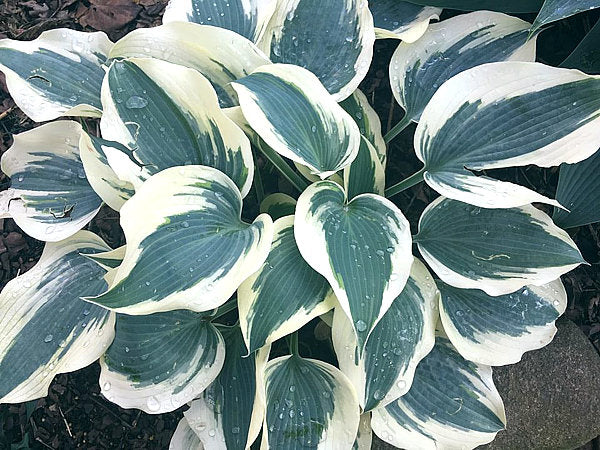 Great Escape Hosta Plants online shopping