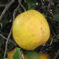 Nine Pounder Lemon Budwood citrus plant material online shopping