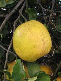 Nine Pounder Lemon Budwood citrus plant material online shopping