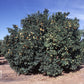 Salustiana Sweet Orange Budwood citrus plant material online shopping