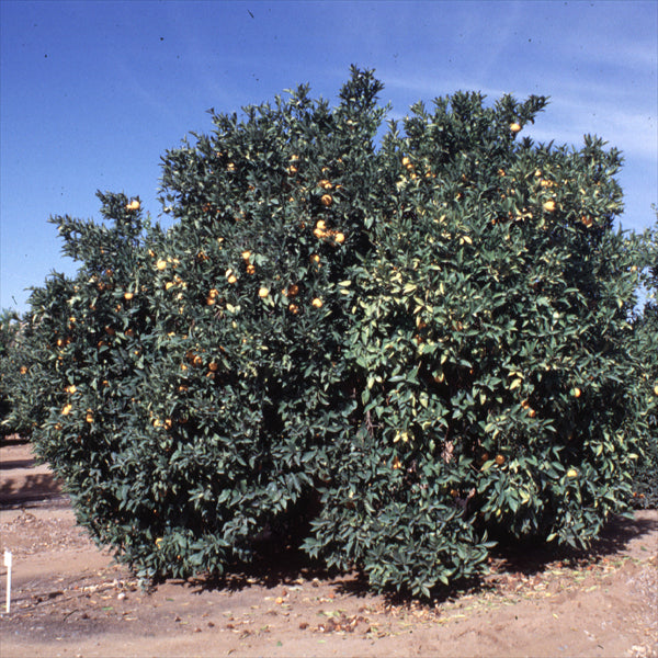 Salustiana Sweet Orange Budwood citrus plant material online shopping