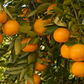 Tahoe Gold Mandarin Budwood citrus plant material online shopping