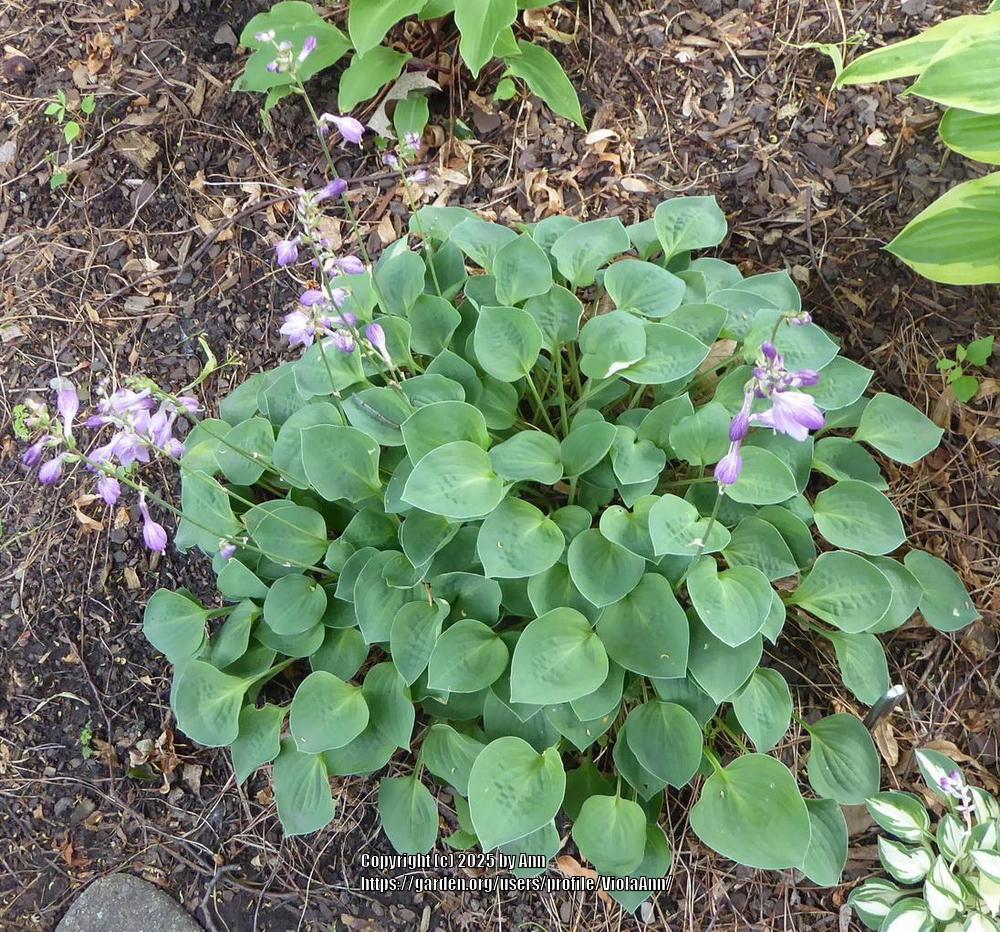 Baby Bunting Hosta Plants online shopping