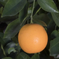 Madam Venus Sweet Orange Seed citrus plant material online shopping