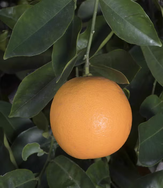 Madam Venus Sweet Orange Seed