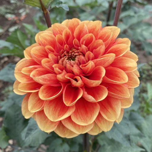 Orange U Glad Dahlia