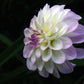 Midnight Moon Dahlia