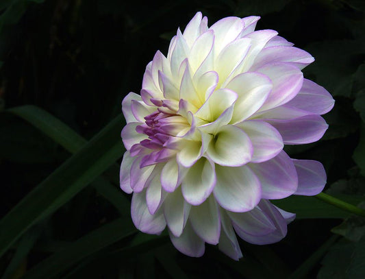 Midnight Moon Dahlia