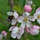 Natupol Trio Bumblebee Open Field Natural Pollinator