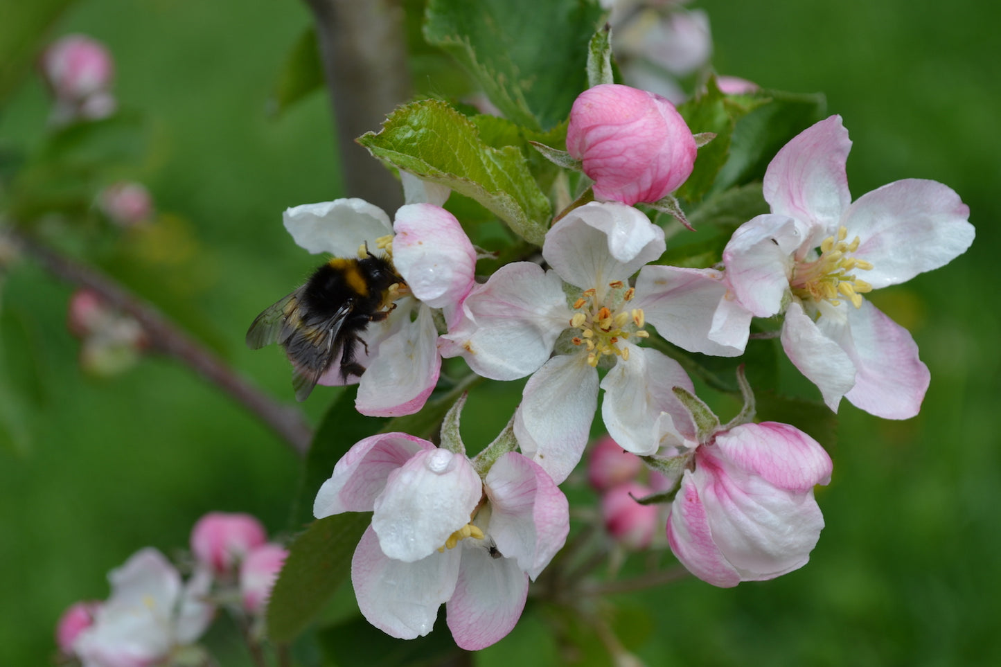 Natupol Trio Bumblebee Open Field Natural Pollinator