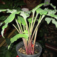 Cadiz Springs Hosta Plants online shopping