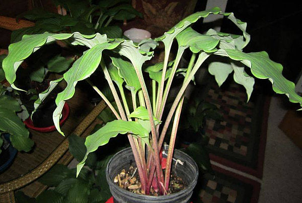 Cadiz Springs Hosta Plants online shopping