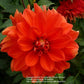 Swan’s Olympic Flame Dahlia
