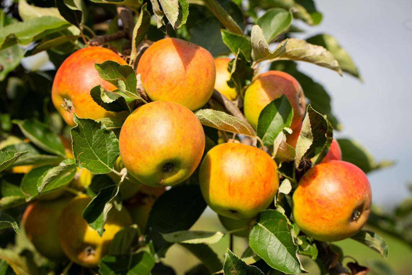 Holstein Heirloom Apple