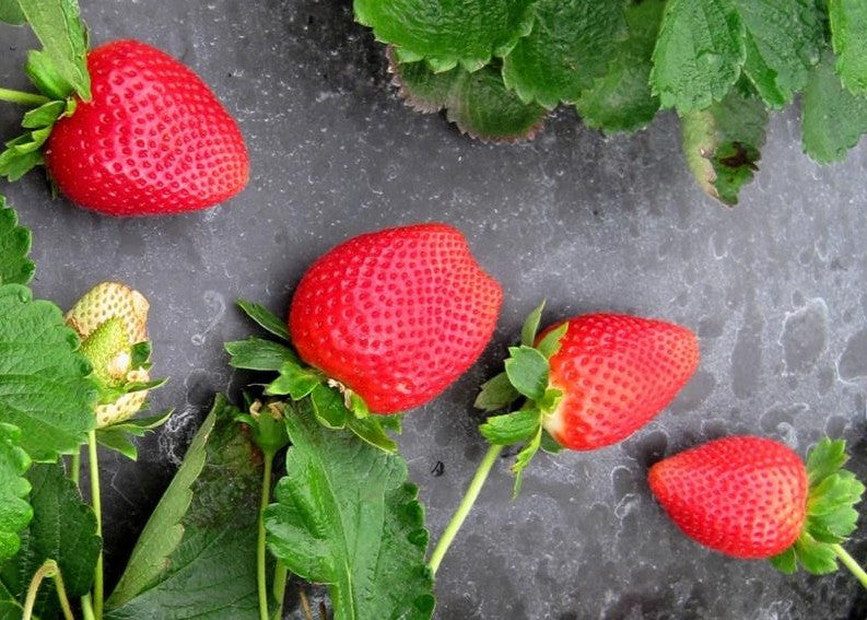 فراولة Sweet Sensation™ المثمرة في شهر يونيو