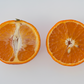 Page Tangelo Mandarin Budwood citrus plant material online shopping