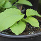 Earthquake Hosta Plants online shopping