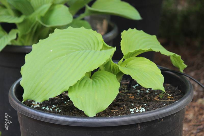 Earthquake Hosta Plants online shopping