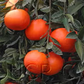 Smooth Flat Seville Sour Orange Seed citrus plant material online shopping