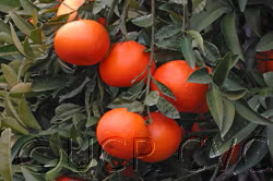 Smooth Flat Seville Sour Orange Seed