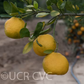 Early St. Ann Satsuma Mandarin Budwood citrus plant material online shopping