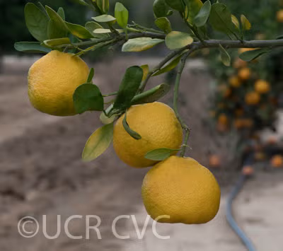 Early St. Ann Satsuma Mandarin Budwood citrus plant material online shopping