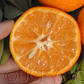 Clemenules Clementine Budwood citrus plant material online shopping