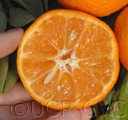 Clemenules Clementine Budwood citrus plant material online shopping