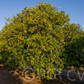 Sanguinelli Blood Orange Plant citrus plant material online shopping