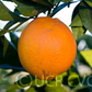 Navelina Navel Orange Budwood citrus plant material online shopping