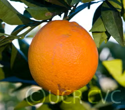 Navelina Navel Orange Budwood citrus plant material online shopping
