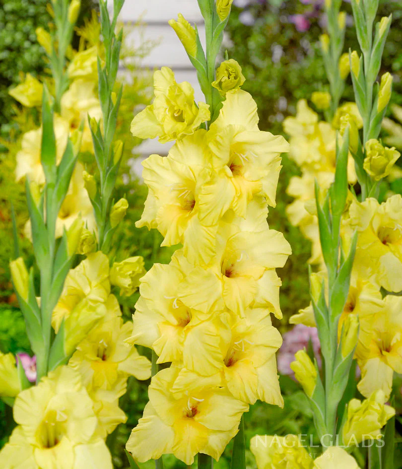 Nova Lux Gladiolus Corms