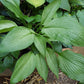 Mean Gene Hosta Plants online shopping