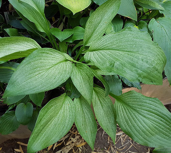 Mean Gene Hosta Plants online shopping