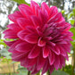 Raspberry Punch Dahlia