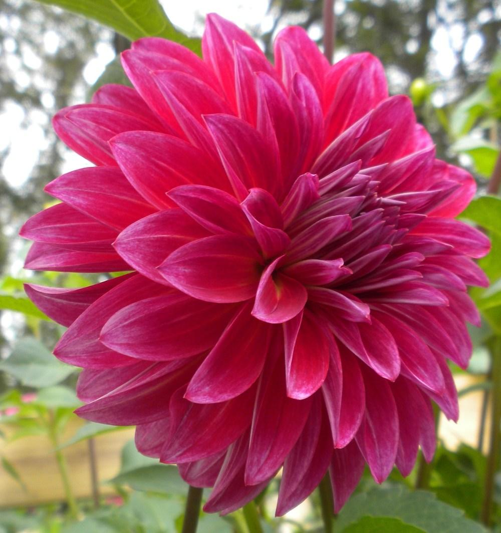 Raspberry Punch Dahlia