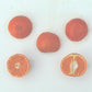 Tahoe Gold Mandarin Budwood citrus plant material online shopping