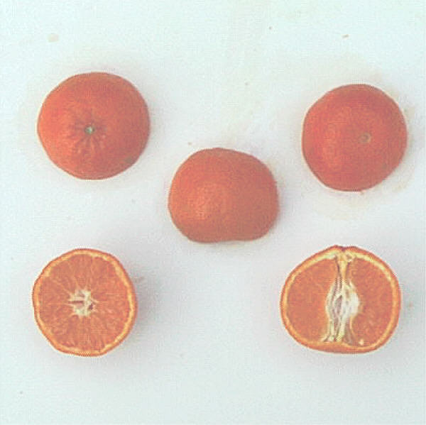 Tahoe Gold Mandarin Budwood citrus plant material online shopping