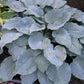 Sterling Medallion Hosta Plants online shopping
