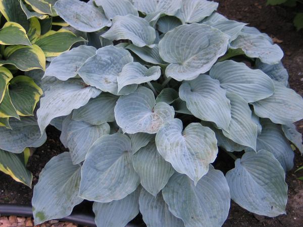 Sterling Medallion Hosta Plants online shopping