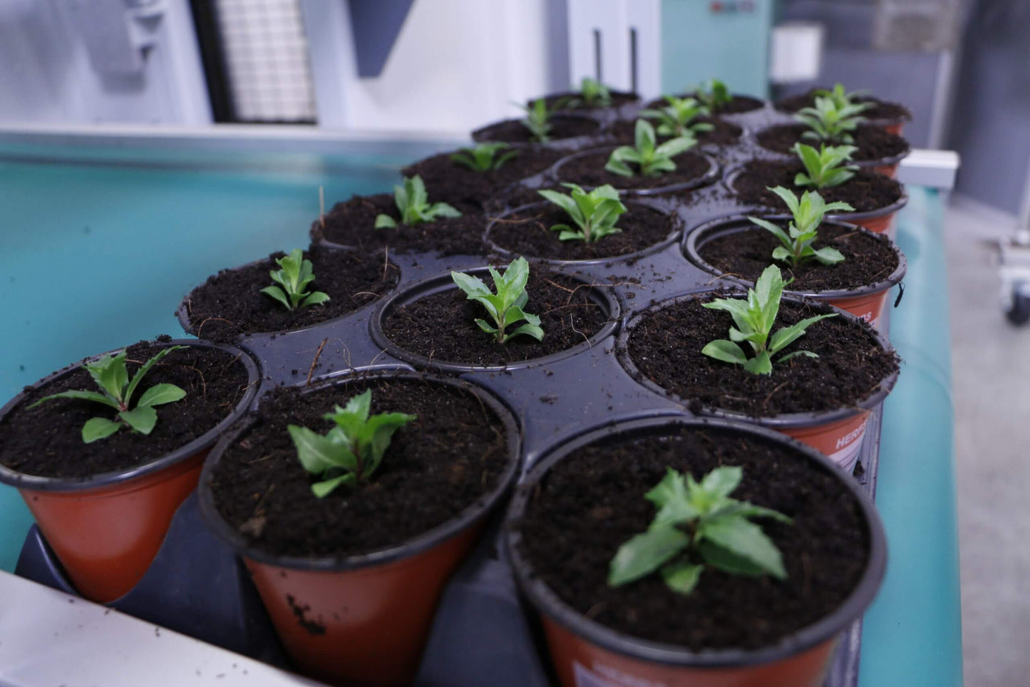 Viscon Pic O Mat Blueline Transplanter