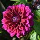Voodoo Dahlia Plants online shopping