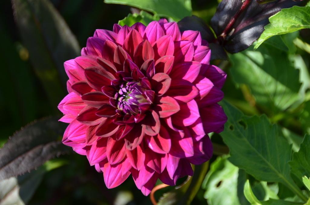 Voodoo Dahlia Plants online shopping